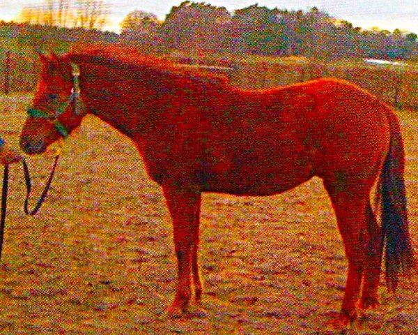 horse Paul (Quarter Horse, 2008, from Out Dunit)