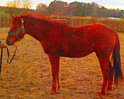 horse Paul (Quarter Horse, 2008, from Out Dunit)