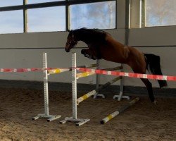 Pferd Coriana A (Hannoveraner, 2019, von Colman)