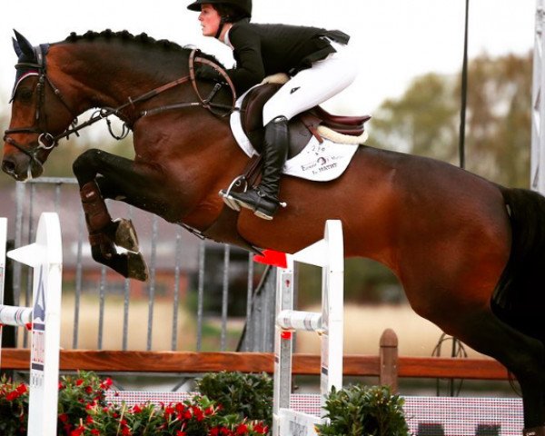 stallion Clearline Z (Zangersheide riding horse, 2007, from Clearway)