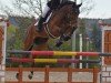 Springpferd Ami le diamont (Deutsches Sportpferd, 2012, von Champion de Cord)
