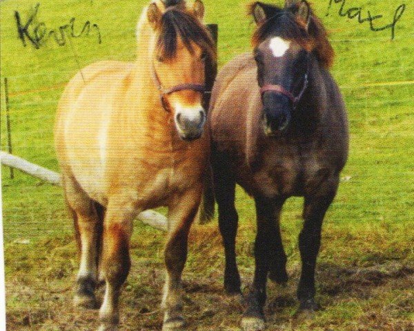 horse Kevin (Fjord Horse, 2007, from Kvestur)
