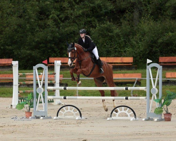 jumper Gandalf 131 (Westphalian, 2013, from Gavi)