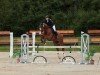Springpferd Gandalf 131 (Westfale, 2013, von Gavi)