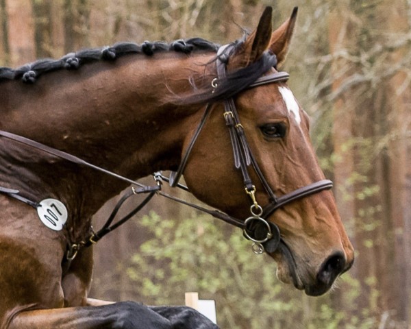 jumper Amicelli 166 (German Sport Horse, 2017, from Arko Junior)