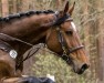 jumper Amicelli 166 (German Sport Horse, 2017, from Arko Junior)