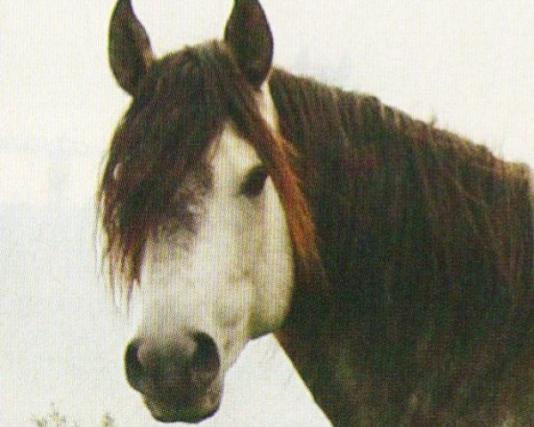 stallion Magano vom Limbach (Mangalarga Marchador, 1999, from Mandolino do Cheyenne)