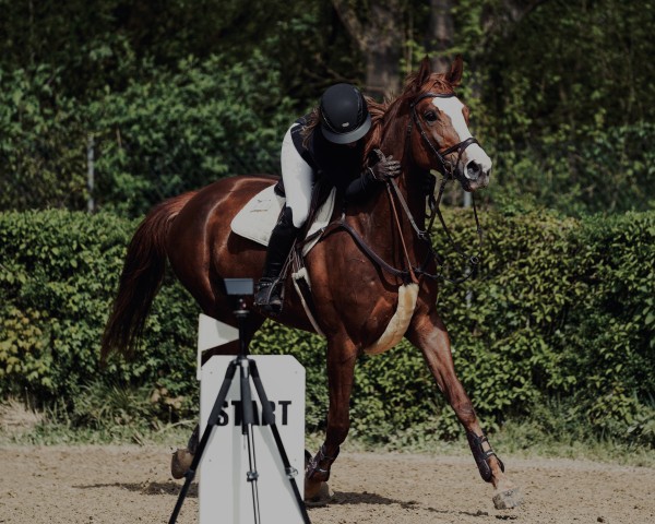 jumper Sweet Meilani (German Sport Horse, 2018, from Stolzenberg)