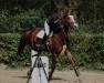 jumper Sweet Meilani (German Sport Horse, 2018, from Stolzenberg)