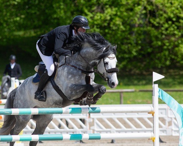 Springpferd Covago (Irish Sport Horse, 2016, von KMS Chicago)
