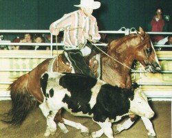 stallion Doc Smokey Note (Quarter Horse, 1982, from Mr Gun Smoke)