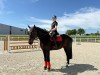 jumper Eclipse (KWPN (Royal Dutch Sporthorse), 2009, from Carambole)