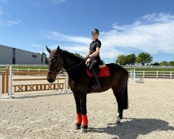 jumper Eclipse (KWPN (Royal Dutch Sporthorse), 2009, from Carambole)