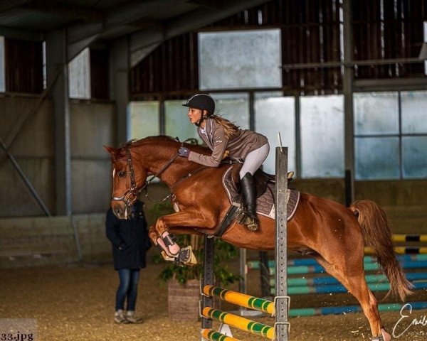 jumper Lirisah's Eelderson (Dutch Pony, 2009, from Heidehof's Don Diego)