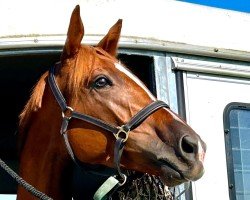 horse Goldflieger (Trakehner, 2020, from Mount Etna xx)