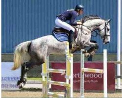 broodmare Fancy Blue Diamond (KWPN (Royal Dutch Sporthorse), 2010, from Mr Blue)