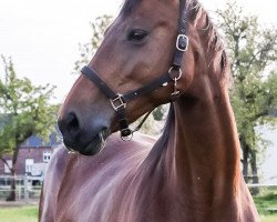 broodmare Clintonia (German Sport Horse, 2010, from Clinton H)