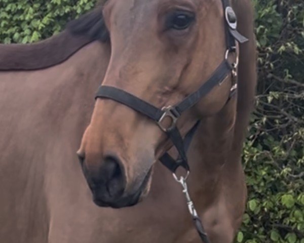 Springpferd Constar (Westfale, 2016, von Congress)