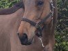 jumper Constar (Westphalian, 2016, from Congress)