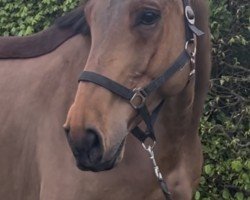 Springpferd Constar (Westfale, 2016, von Congress)
