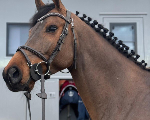 jumper Der Schöne B (Westphalian, 2019, from Dembelé L)
