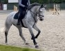 Springpferd Dally B (Westfale, 2018, von Diamant de Semilly)