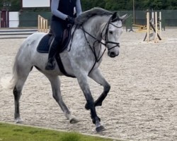 Springpferd Dally B (Westfale, 2018, von Diamant de Semilly)