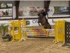 broodmare Starlet Queen B (Westphalian, 2014, from Stakkato)