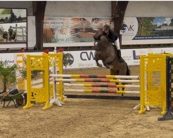 Zuchtstute Starlet Queen B (Westfale, 2014, von Stakkato)