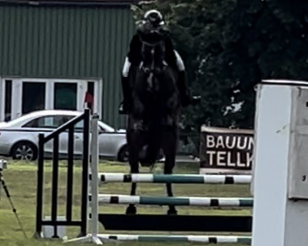 jumper Chaclyn (Oldenburg show jumper, 2019, from Chacfly PS)