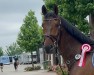 jumper Starado B (Westphalian, 2016, from Stakkato)
