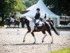 Dressurpferd Hullas Northern Legacy (Großbritannien Warmblut, 2012, von Northern Hullabyblue)
