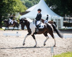 Dressurpferd Hullas Northern Legacy (Großbritannien Warmblut, 2012, von Northern Hullabyblue)