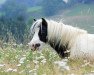 broodmare Willoughby Eclipse (Shetland pony (under 87 cm), 2010, from Hermits Shalimar)