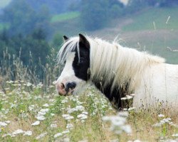 Zuchtstute Willoughby Eclipse (Shetland Pony (unter 87 cm), 2010, von Hermits Shalimar)