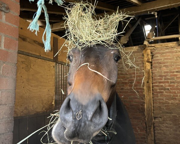 Springpferd Chocolike (Belgisches Warmblut, 2020, von Iron Dames Calvino II de Nyze Z)