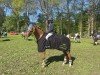 Springpferd Carino 672 (Deutsches Reitpony, 2015, von Kastanienhof Cockney Cracker)