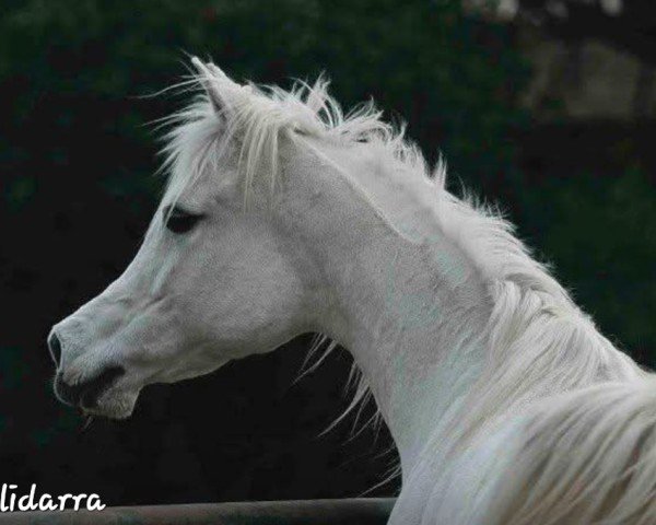 broodmare Alidarra ox (Arabian purebred, 1989, from Alidaar 1984 EAO)