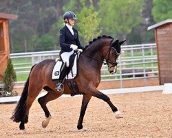 dressage horse Bon Fire 8 (Hanoverian, 2020, from Bon Vivaldi NRW)