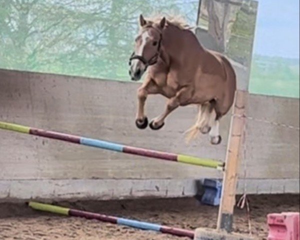 jumper Forest Gump Z (Zangersheide riding horse, 2013, from Falco van de Noordhoek)
