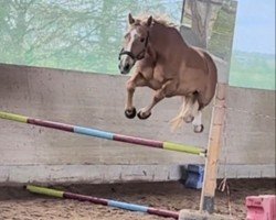 jumper Forest Gump 34 (Zangersheide riding horse, 2013, from Falco van de Noordhoek)