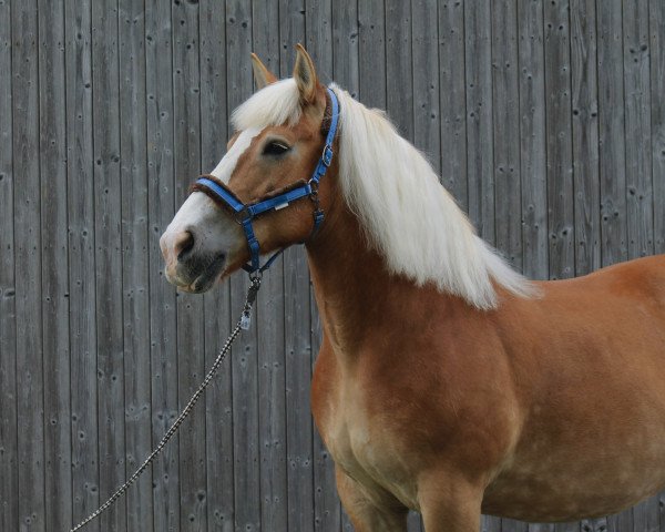 Pferd Vanilla (Rheinisch-Deutsches Kaltblut, 2007, von Emsländer)