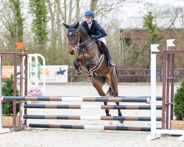 jumper Claire de Balou (Holsteiner, 2021, from Conthalou)
