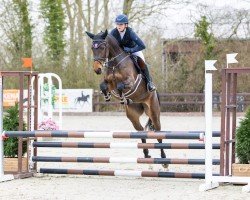 jumper Claire de Balou (Holsteiner, 2021, from Conthalou)