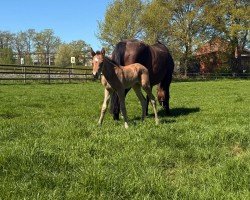 Fohlen von Schultze‘s Notré Bonheur (Deutsches Reitpony, 2025, von Next Golden Champion MF)