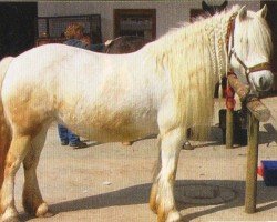Pferd Judy (Highland-Pony, 2000, von Garry of Knocknagael)