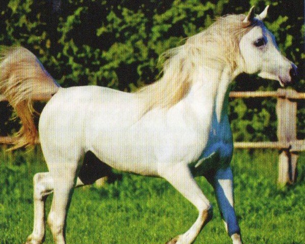 horse Al Ashiq ox (Arabian purebred,  , from El Allah Abu ox EAO)