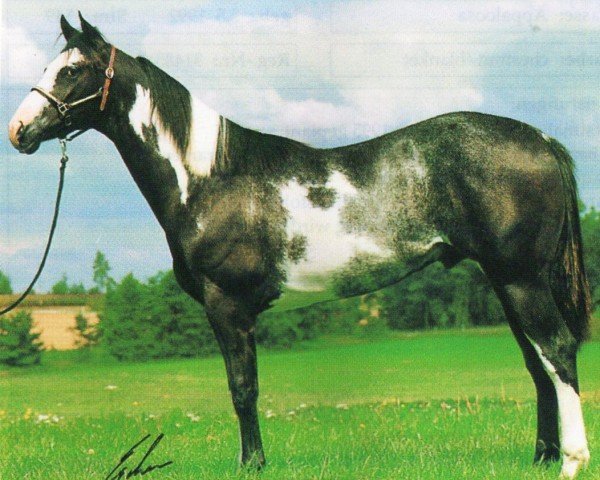horse Shiloh Sovereign Son (Paint Horse, 1992, from Yo Yos Clown)