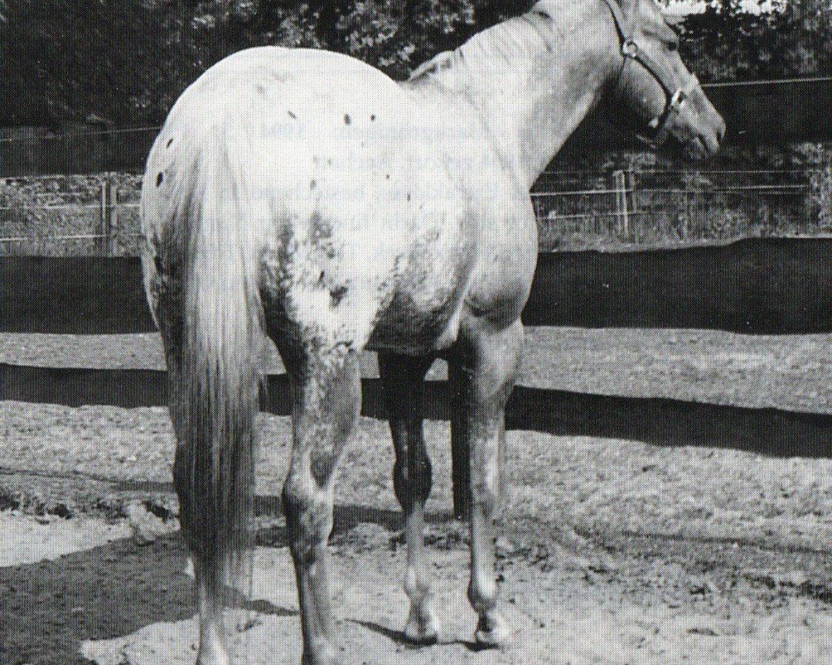 stallion Native Goer (Appaloosa, 1988, from Native Medallion)