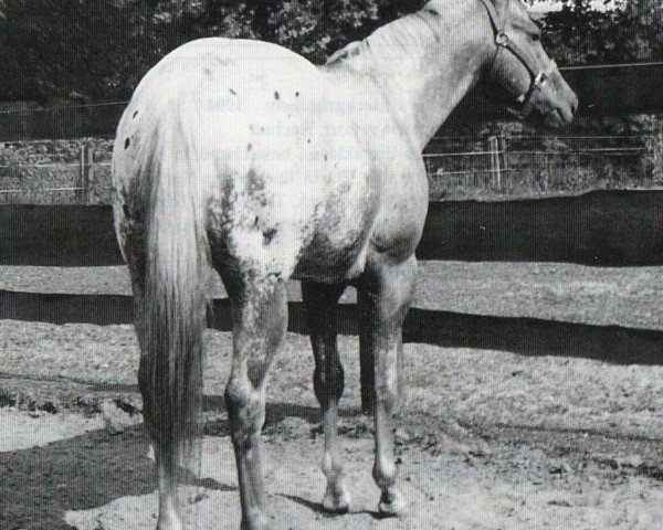 stallion Native Goer (Appaloosa, 1988, from Native Medallion)